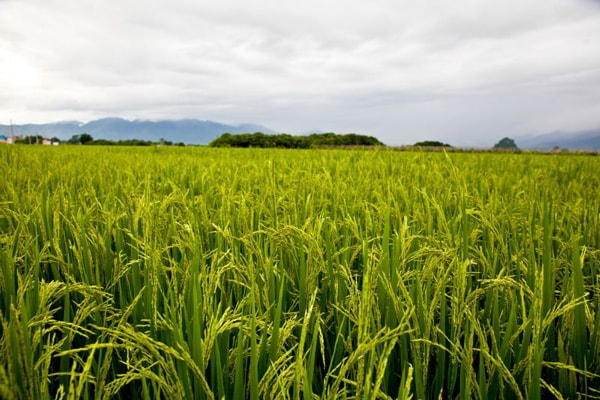 2019-2020年摩洛哥農(nóng)業(yè)季谷物產(chǎn)量大幅下降