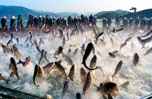 烏干達(dá)作為東非主要漁業(yè)生產(chǎn)國(guó)卻花費(fèi)不少先令進(jìn)口魚類產(chǎn)品